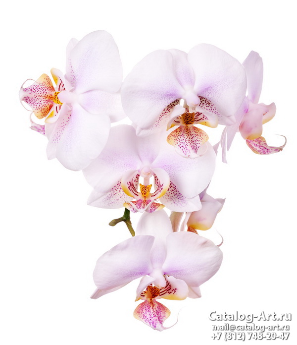 картинки для фотопечати на потолках, идеи, фото, образцы - Потолки с фотопечатью - Белые орхидеи 16